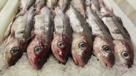 Haddock landed at Lerwick fish market.