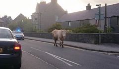 The bull being pursued by a police car. Photo: Hugh Sim