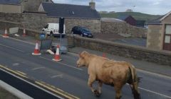 A bull on the loose at Lerwick's South Road on Tuesday evening. Photo: Fraser Tait