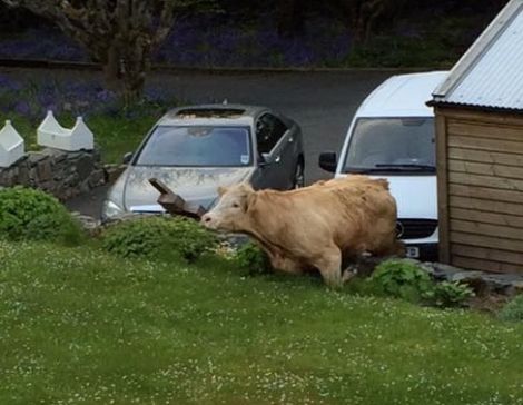 The bull shortly after 9.30pm on Tuesday night. Photo: Contributed