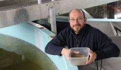 Hatchery manager Jon Walden feeding some of the just hatched salmon smolts - Photo: Hans J Marter/ShetNews