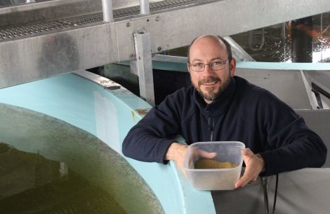 Hatchery manager Jon Walden feeding some of the just hatched salmon smolts - Photo: Hans J Marter/ShetNews