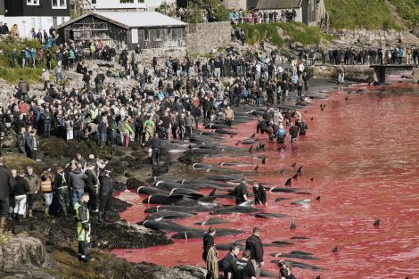 The Grind. Photo: Eliza Muirhead / Sea Shepherd Global