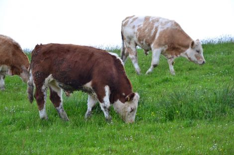 Some livestock owners have already shipped cattle south this year. Photo: Shetnews