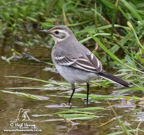 The citrine wagtail at Quendale. Photo Hugh Harrop