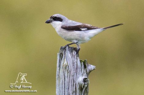 The lesser grey shrike seen at Lunna this week. Photo Hugh Harrop