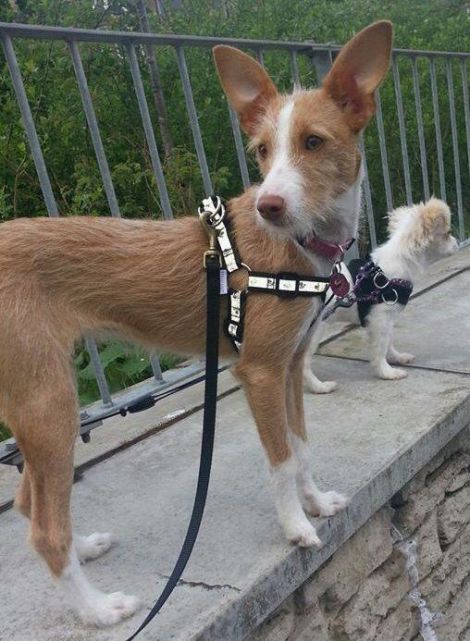 A woman searching for four rescue dogs that went missing from their Glasgow adopters believes this brown and white Ibizan hound, Pia, may have been spotted in Lerwick.