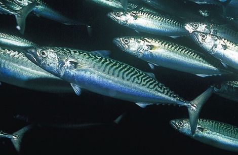 Mackerel abundance is being disputed by scientists and fishermen.