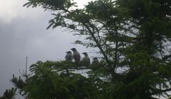 A brood of four hooded crows - Photo: Lea Gardens