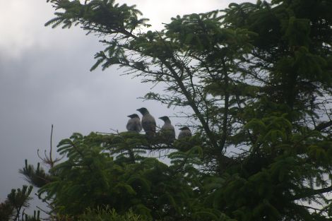 A brood of four hooded crows - Photo: Lea Gardens