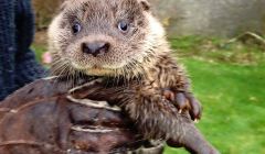 Maxi the otter cub, who is being cared for at Hillswick Wildlife Sanctuary after losing his mother, probably after she was hit by a car. Photo John Moncrieff