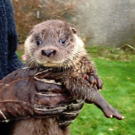 Maxi the otter cub, who is being cared for at Hillswick Wildlife Sanctuary after losing his mother, probably after she was hit by a car. Photo John Moncrieff