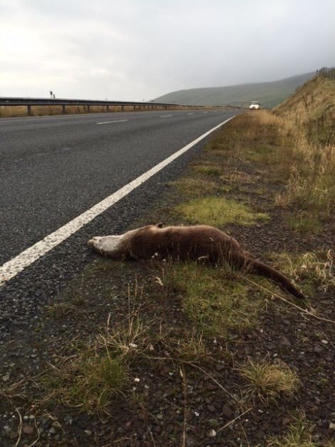 The dead otter Karen Hall from SNH found on the road south of Cunningsburgh last week. Photo Karen Hall