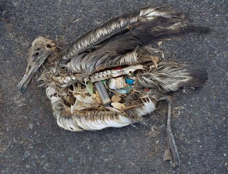 A dead seabird whose stomach was filled with plastic. Photo Chris Jordan