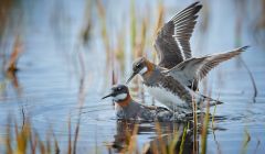 Red necked phalaropes boosting the local population at Fetlar. Photo Iris Wander/RSPB