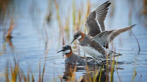 Red necked phalaropes boosting the local population at Fetlar. Photo Iris Wander/RSPB