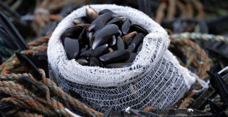 Photo Shetland Mussels