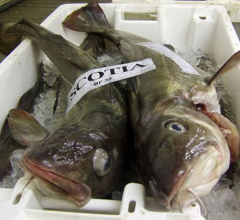 Quota for NorthSea cod is going up by 15per cent in 2016 while the introduction of the discard ban for the species has been delayed by 12 months.