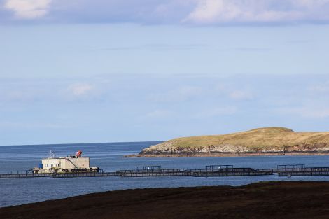 A salmon farm in Vidlin voe. Tavish Scott is arguing that the industry should benefit, via the NAFC Marine Centre, from seabed revenue.