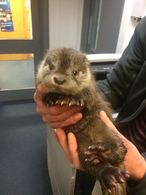 Safe in police hands. The lucky survivor is on its way to Hillswick Wildlife Sanctuary after being cared for by Shetland Vets.