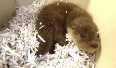 Wink the otter who caused a commotion at Lerwick police station after being handed in on Thursday morning. Photo Chris Cope/Shetnews