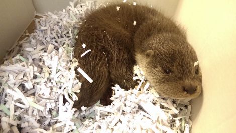 Wink the otter who caused a commotion at Lerwick police station after being handed in on Thursday morning. Photo Chris Cope/Shetnews