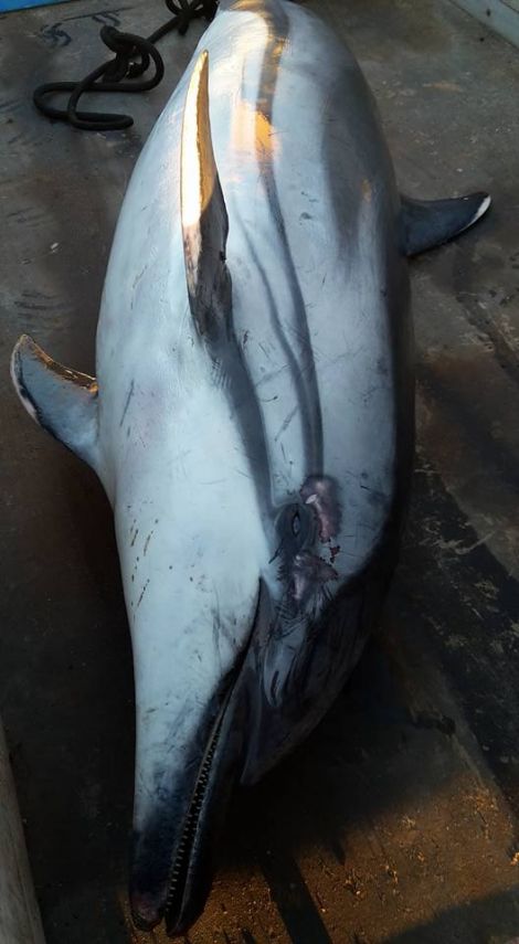 The striped dolphin found in Lerwick Harbour. Photo: Juan Brown