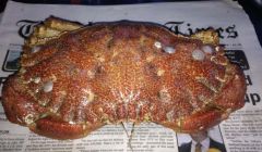 Karl Dalziel's toothed rock crab languishes on a recent copy of The Shetland Times. Photo NAFC Marine Centre