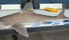 A starry smooth hound shark, but not the one caught by Arcturus.