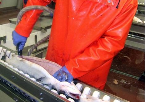 Grieg Seafood produced 16,370 tonnes of fish in 2015