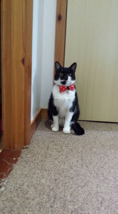 Figaro from Lerwick's Browns Road was last seen at the end of October wearing a blue collar.