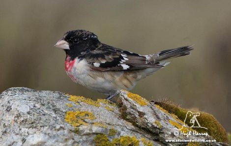 This is the first ever record of the bird in Shetland.