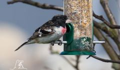 The rose-breasted grosbeak feeding in Lynn Goodlad's garden - Photos: Hugh Harrop/Shetland Wildlife