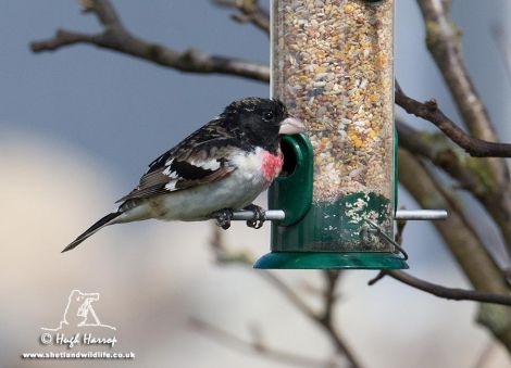 The rose-breasted grosbeak feeding in Lynn Goodlad's garden - Photos: Hugh Harrop/Shetland Wildlife