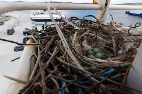 The crow's nest in the crow's nest of the Adenia.