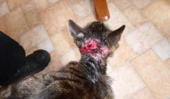 The SSPCA supplied this photograph to show the extent of the wounds Stripe the cat was suffering from.