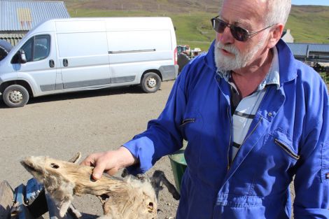 Farmer Allan Ridland with one of the dead sheep suffering multiple gunshot wounds - Photo: Hans J Marter/ShetNews