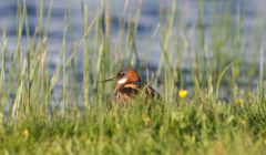 The red-necked phalarope is one of Scotland's rarest breeding birds - Photo: RSPB Scotland