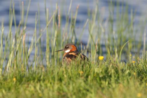 The red-necked phalarope is one of Scotland's rarest breeding birds - Photo: RSPB Scotland