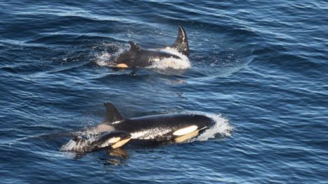 Gina Rathbone's photo of two orca calves seen swimming in one pod near Sumburgh on Tuesday this week.