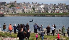 A pod of killer whales kept the crowds entertained as they came close in at Breiwick on Thursday - Photo: John Coutts