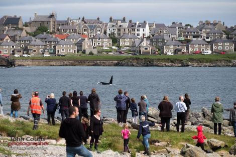 A pod of killer whales kept the crowds entertained as they came close in at Breiwick on Thursday - Photo: John Coutts