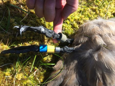 The ringed bonxie, believed to have been at least 26 when it died. Photo: Rachel Cartwright