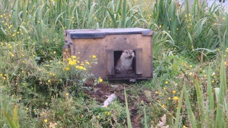 Maxie being released.