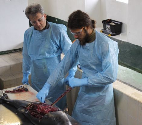 Nick Davison watches as a volunteer takes a sample from a dead male porpoise.