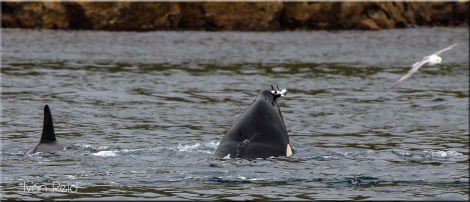 One of the killer whales grabbed a seabird - possibly a razorbill - for a snack. Photo: Ivan Reid