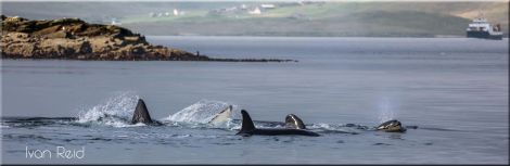 Whalsay-based photographer Ivan Reid captured a great series of photos of the orcas on Wednesday morning.