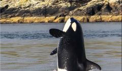 While he had seen killer whales many times before, Ivan said it was a great experience to observe them up close and personal. Photo: Ivan Reid