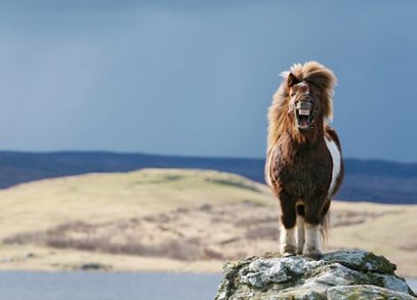 'Shetland Smiler' by Elaine Tait.