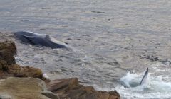 Wildlife volunteers initially thought they were dealing with a minke whale - all photos: Craig Nisbet